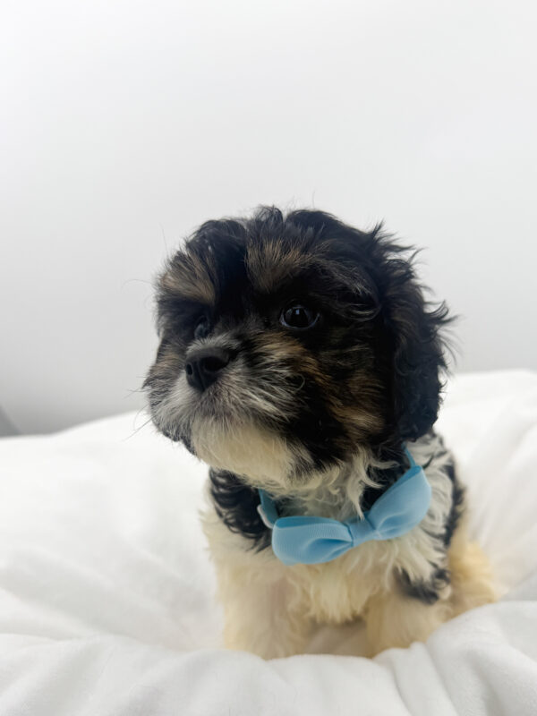 Duck - Cavapoo - Image 2