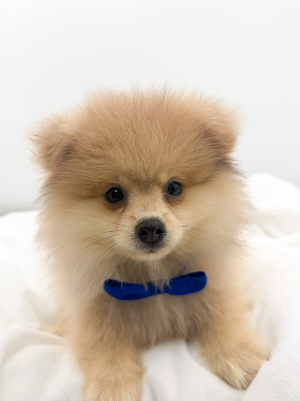 Bentley - Pomeranian - Image 2