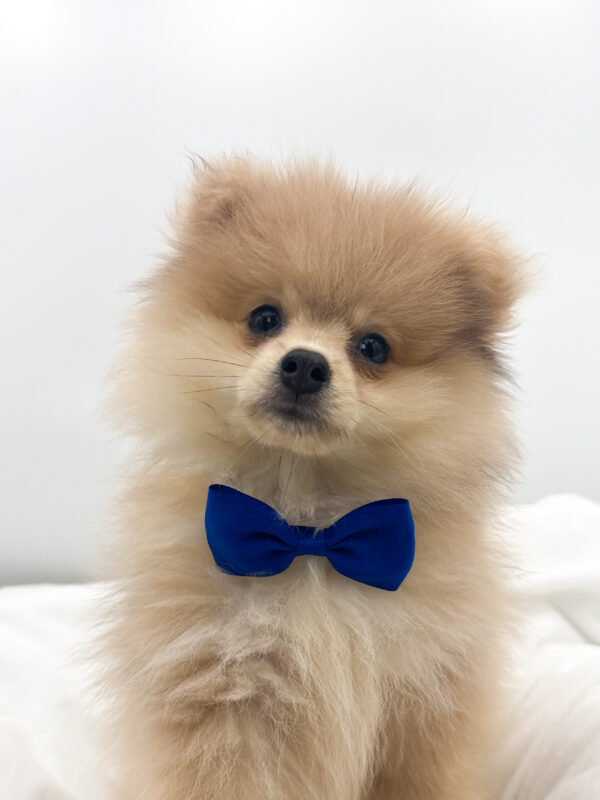 Bentley - Pomeranian - Image 1