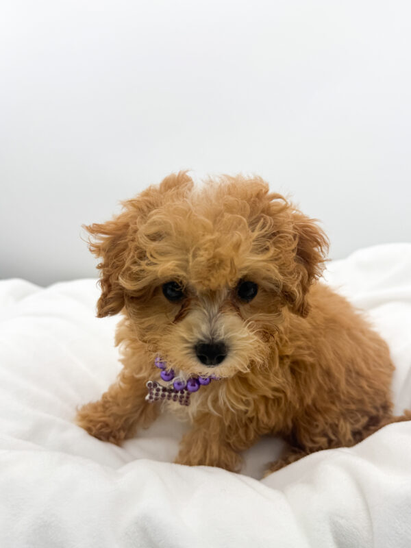 Riley - Maltipoo - Image 2