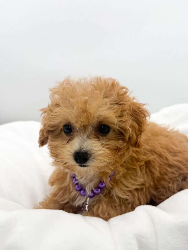Riley - Maltipoo - Image 1