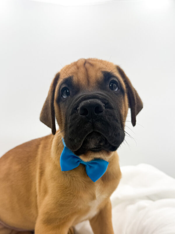 Fenway - Bullmastiff - Image 1