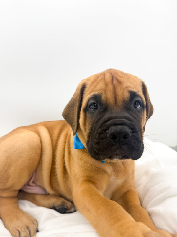 Fenway - Bullmastiff - Image 2