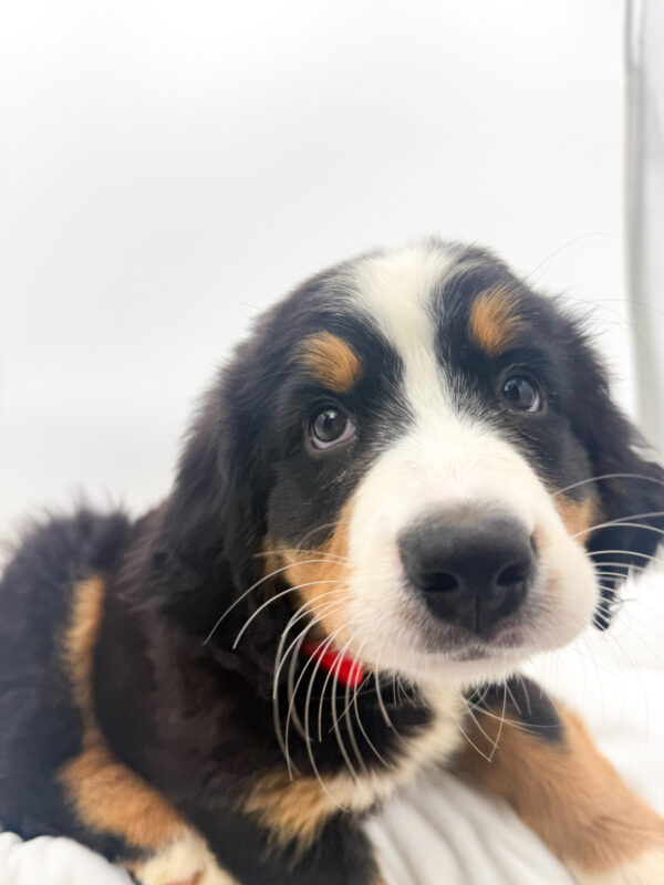 Reverie - Bernese Mountain Dog - Image 1