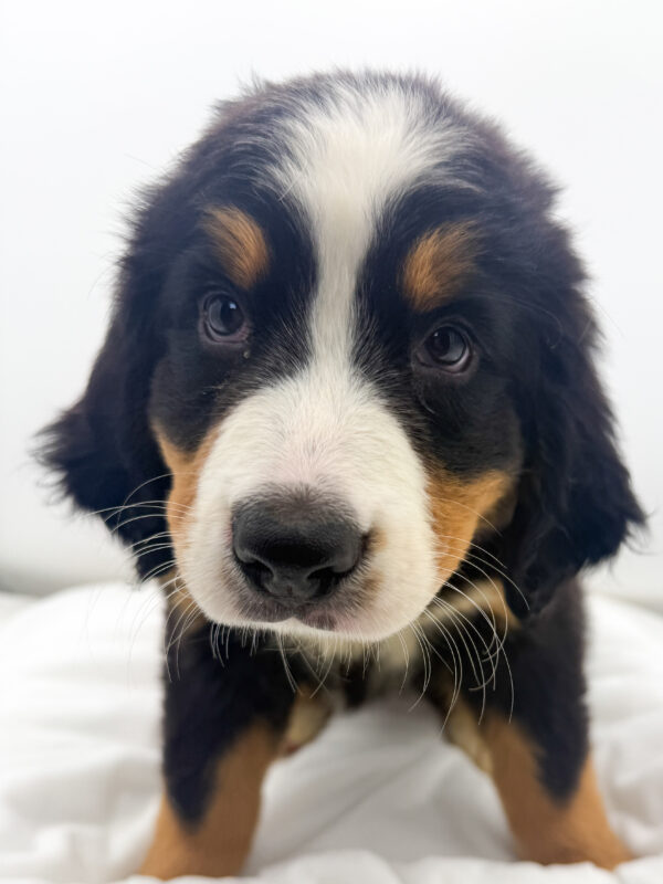 Reverie - Bernese Mountain Dog - Image 2