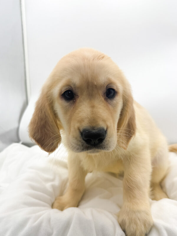 Paisley  - Golden Retriever - Image 2