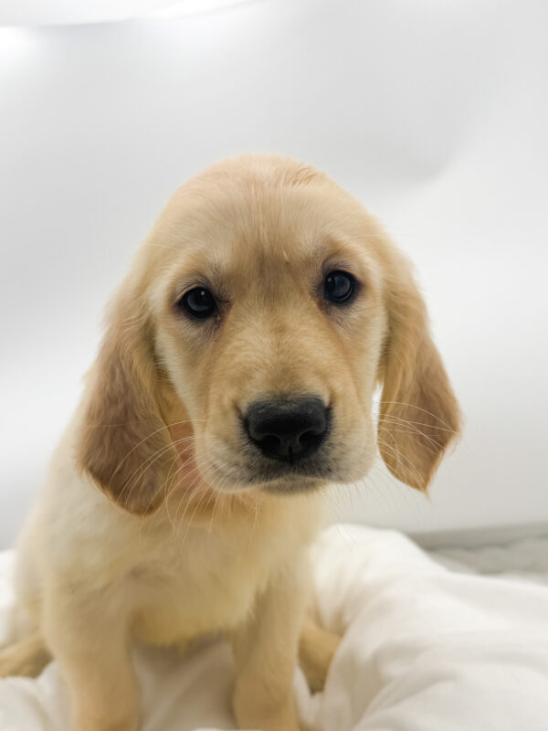 Paisley  - Golden Retriever - Image 1