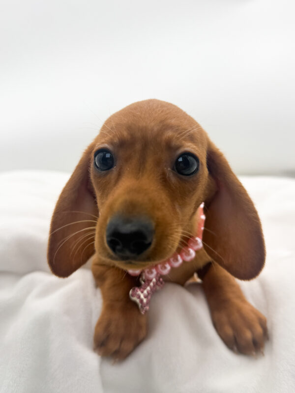 Chestnut  - Dachshund - Image 1