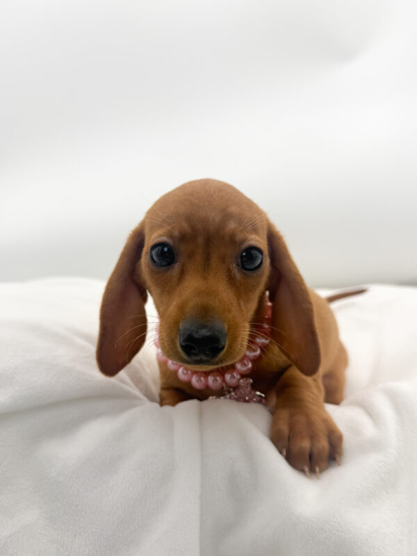 Chestnut  - Dachshund - Image 2