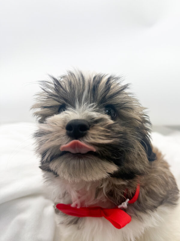 Jordan - Havanese - Image 2