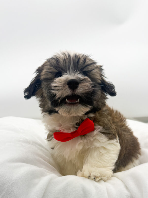 Jordan - Havanese - Image 1