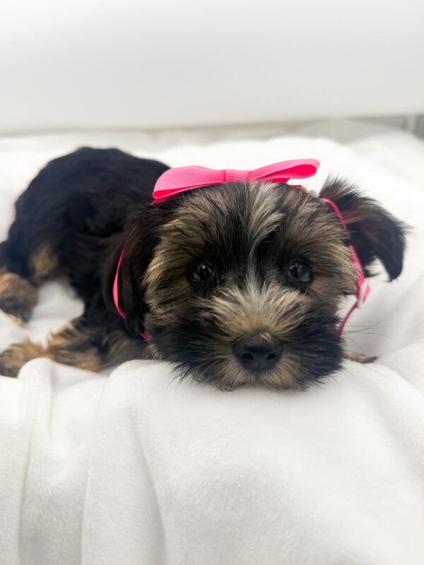 Rosie - Mini Schnauzer/Yorkie - Image 2