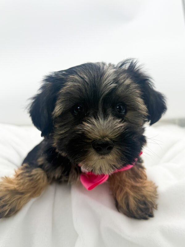 Rosie - Mini Schnauzer/Yorkie - Image 1
