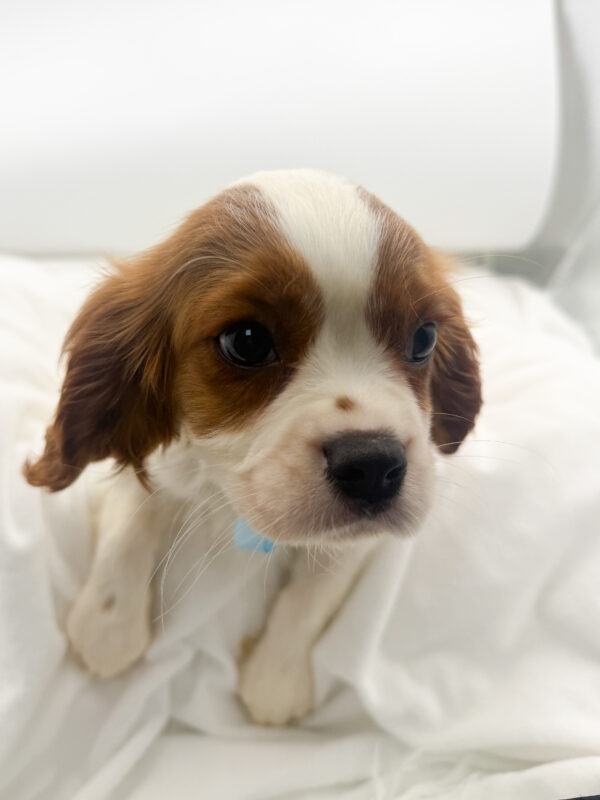 Haze - Cavalier King Charles - Image 2