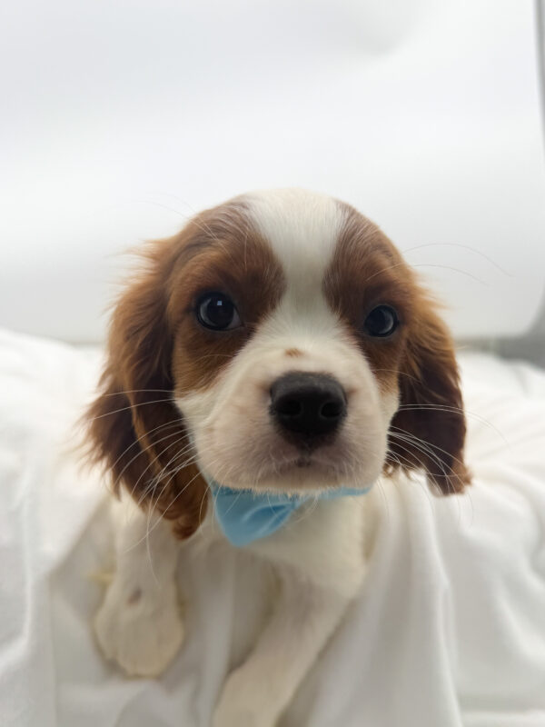 Haze - Cavalier King Charles - Image 1