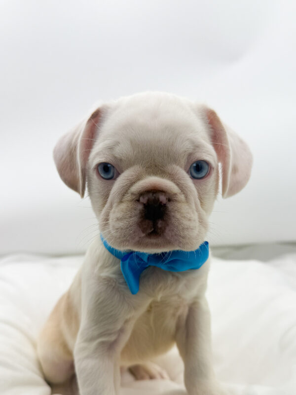 Goblin - Frug - Image 1
