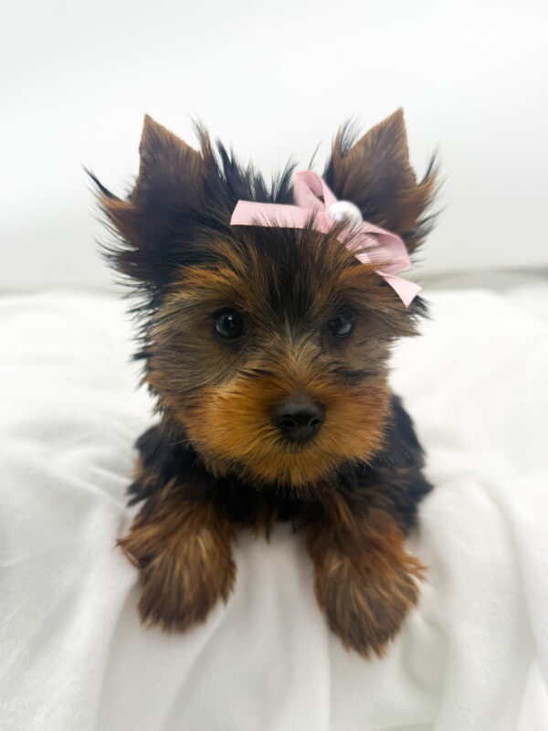 Diva - Yorkshire Terrier - Image 2