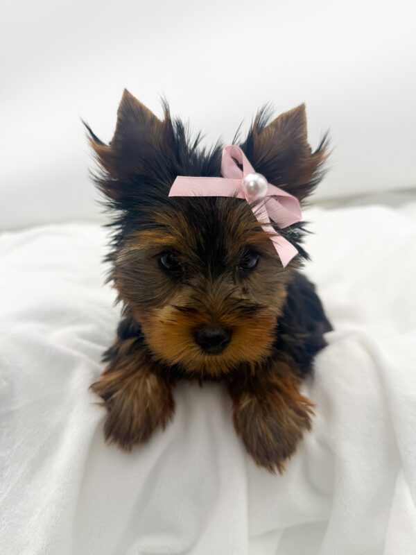 Diva - Yorkshire Terrier - Image 1