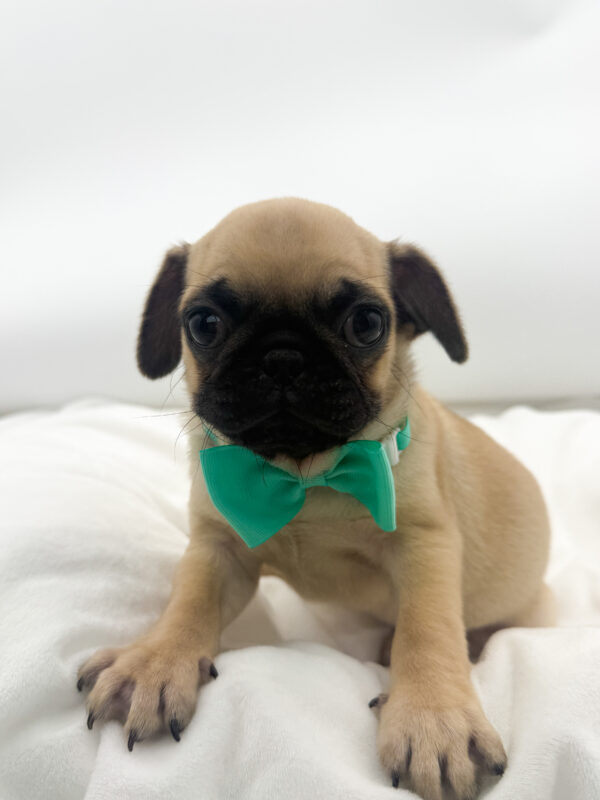 Quasar - Pug - Image 2