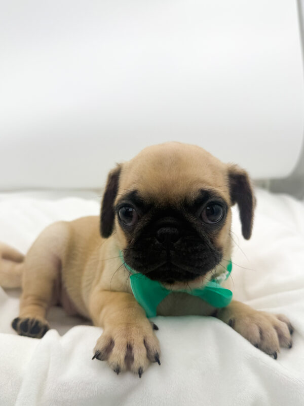 Quasar - Pug - Image 1