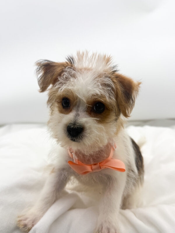 Spike  - Morkie - Image 1