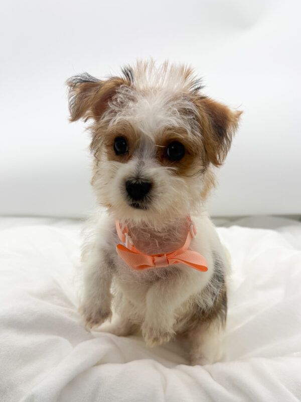 Spike  - Morkie - Image 2
