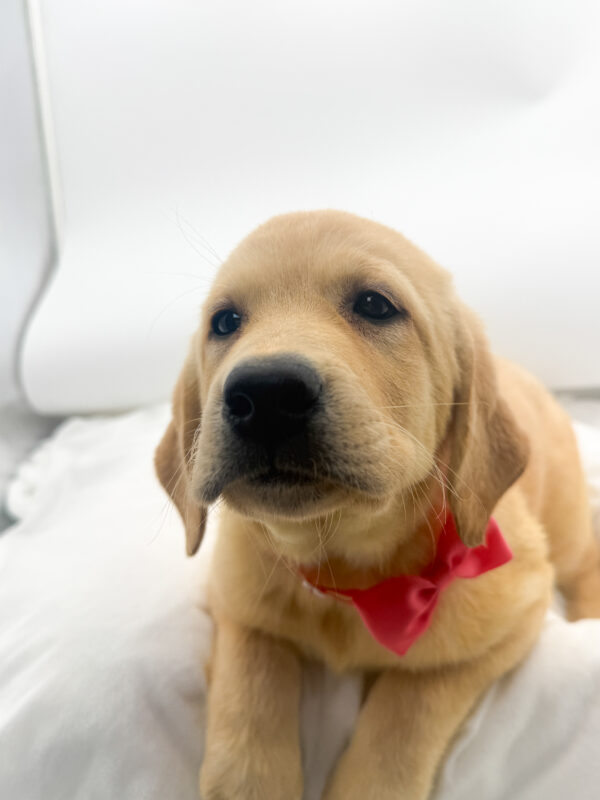 Sunny - Labrador Retriever - Image 2