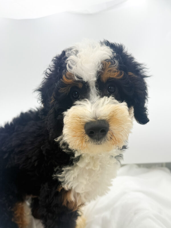 Autumn - Mini Bernedoodle 2nd Gen - Image 2