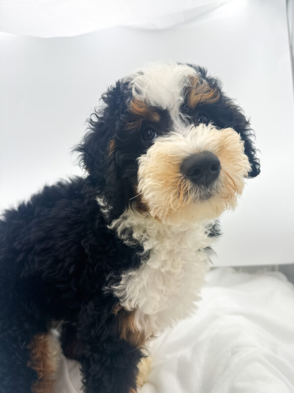 Autumn - Mini Bernedoodle 2nd Gen - Image 1