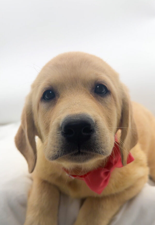 Sunny - Labrador Retriever - Image 1