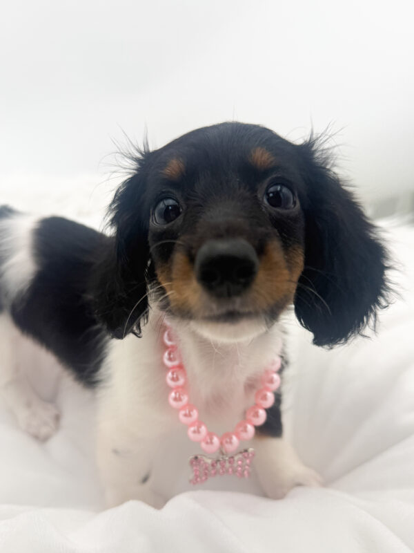 Clementine - Dachshund - Image 2