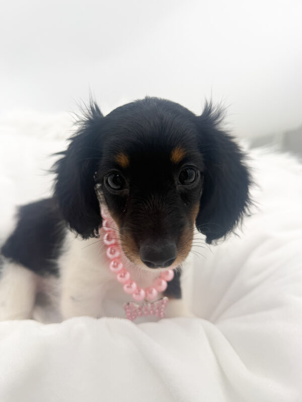 Clementine - Dachshund - Image 1