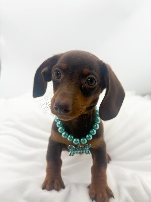 Hercules - Dachshund - Image 2
