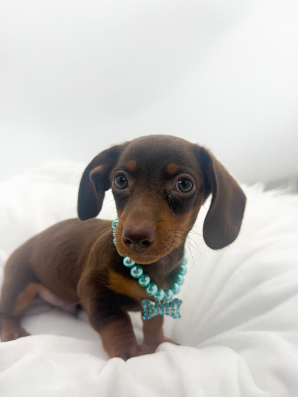 Hercules - Dachshund - Image 1
