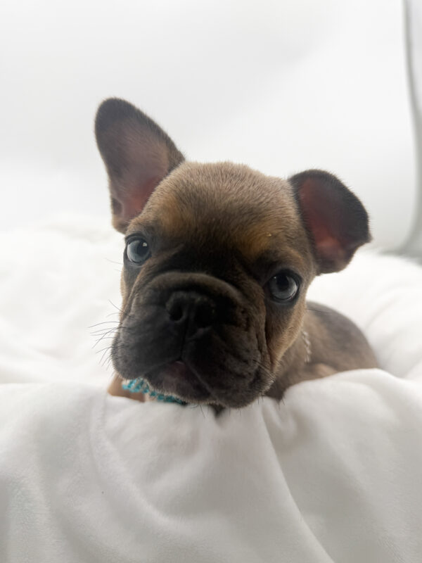 Axel - French Bulldog - Image 2