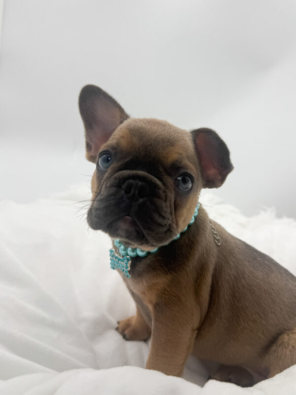 Axel - French Bulldog - Image 1