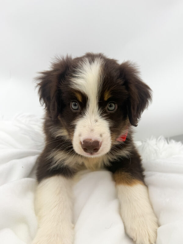 Mushu - Mini Australian Shepherd - Image 2