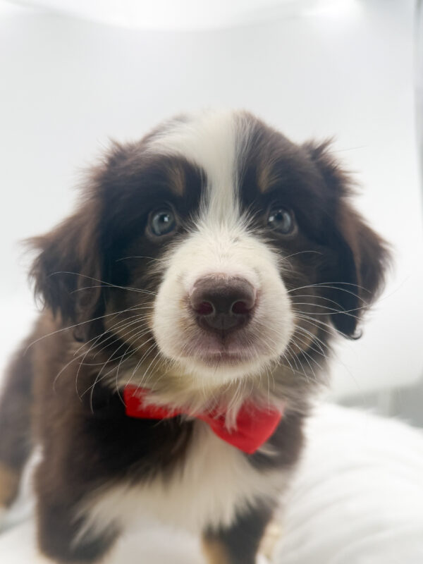 Mushu - Mini Australian Shepherd - Image 1