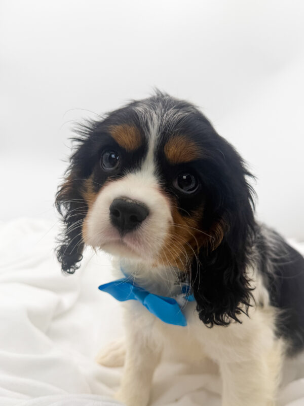 Rocky - Cavalier King Charles - Image 1