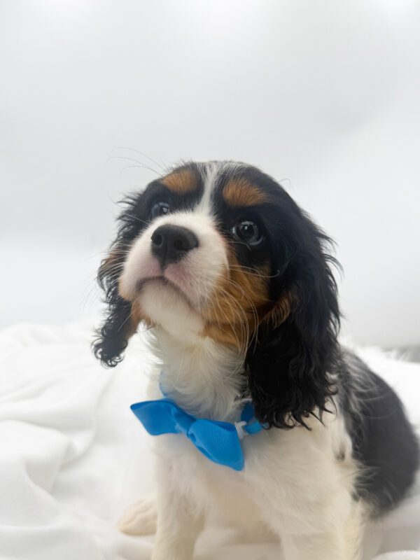 Rocky - Cavalier King Charles - Image 2