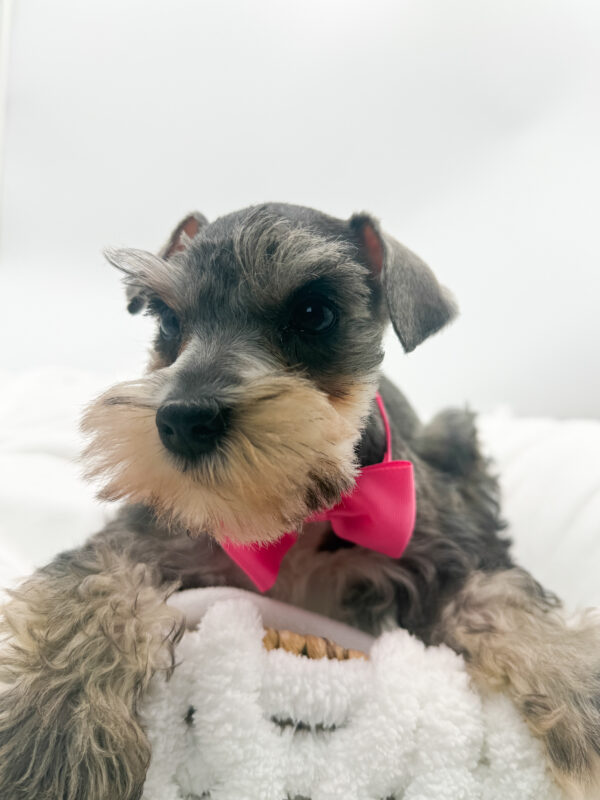 Phoebe - Mini Schnauzer - Image 2