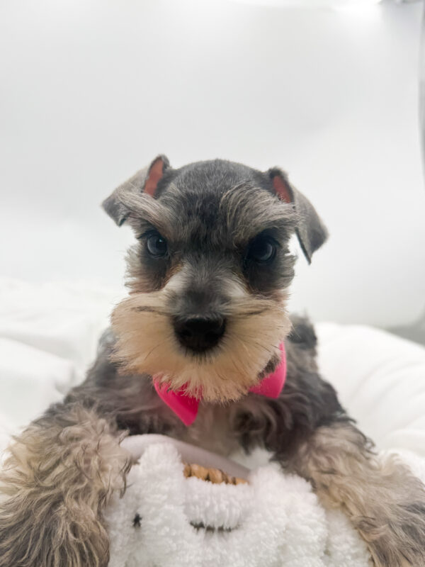 Phoebe - Mini Schnauzer - Image 1