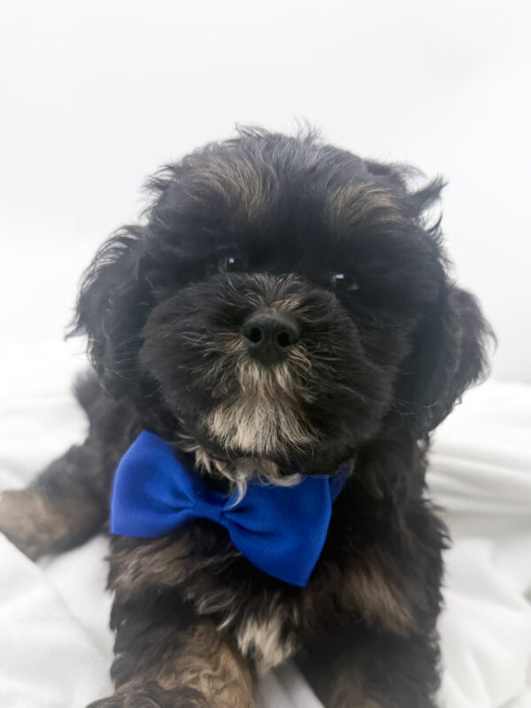 Cooper - ShihPoo - Image 1