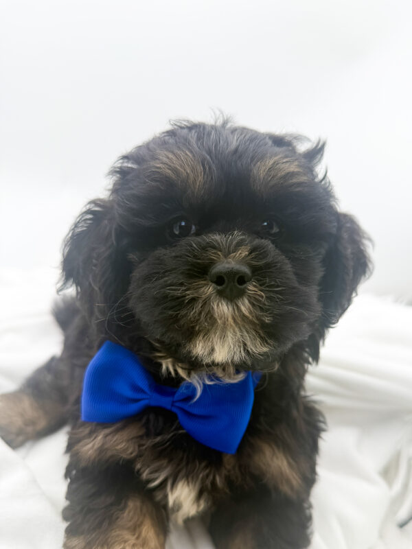 Cooper - ShihPoo - Image 2