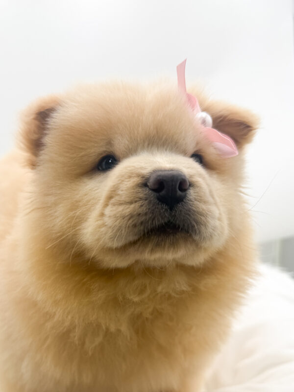 Daisy - Chow Chow - Image 2