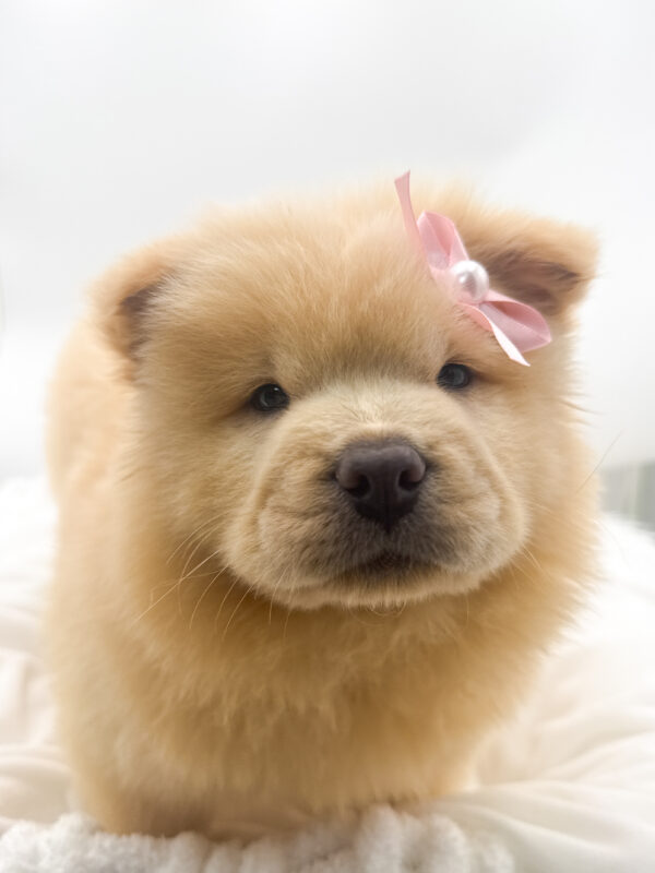 Daisy - Chow Chow - Image 1