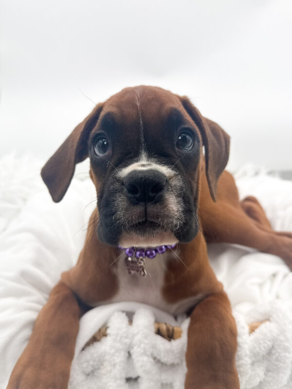 Ivy - Boxer - Image 1