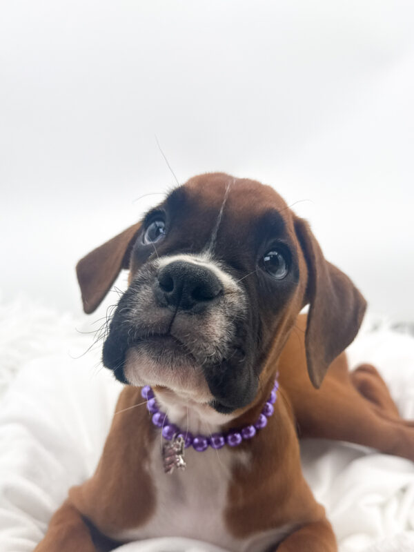 Ivy - Boxer - Image 2