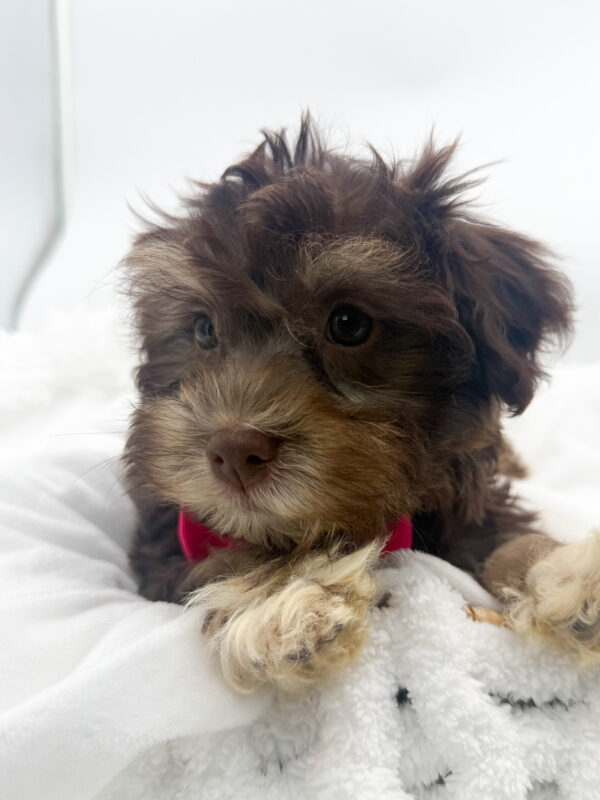 Marley  - Havanese - Image 2