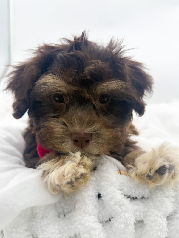 Marley  - Havanese - Image 1